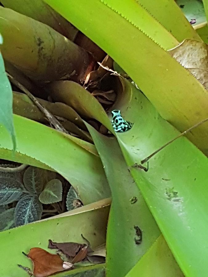 Morpheus Exotica Lodge Puerto Viejo de Talamanca Zewnętrze zdjęcie